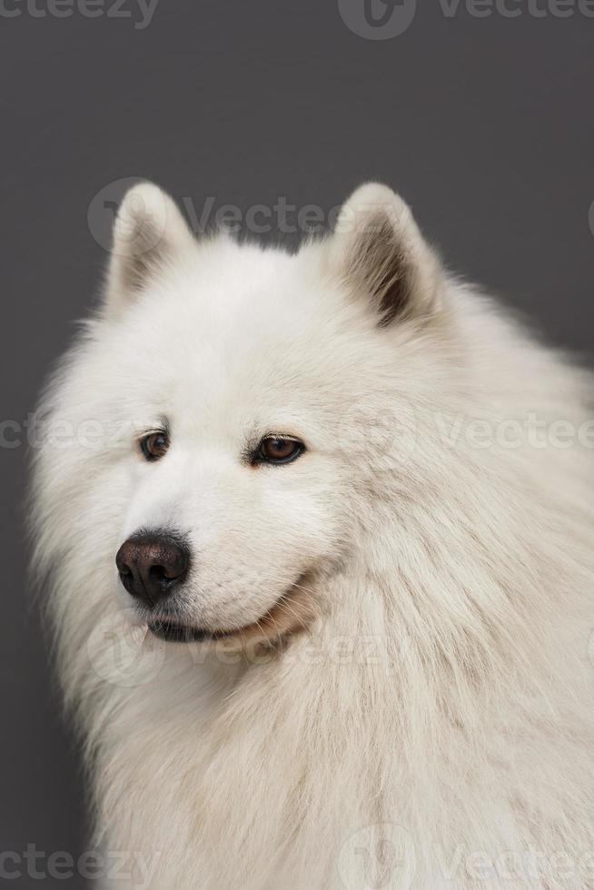 Close Up retrato de hermoso perro samoyedo con pelaje blanco foto