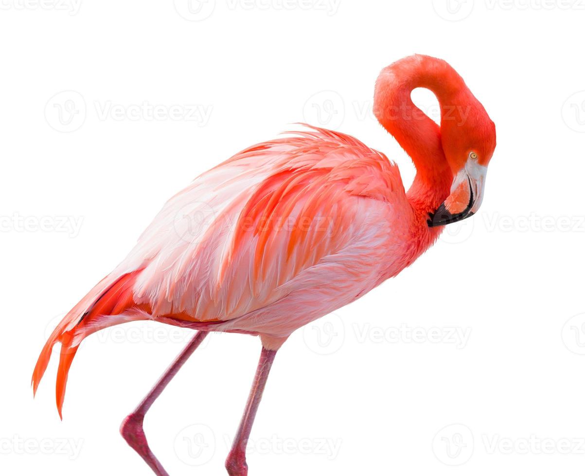 Beautiful Flamingo Isolated on White Background. photo