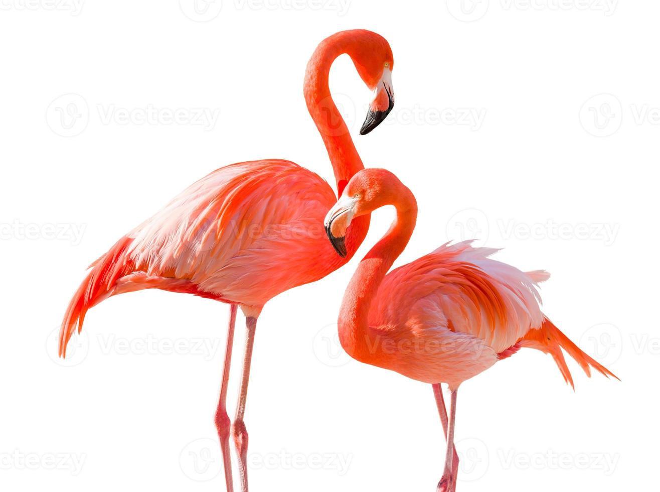 Pair of Beautiful Flamingos Isolated on White Background. photo