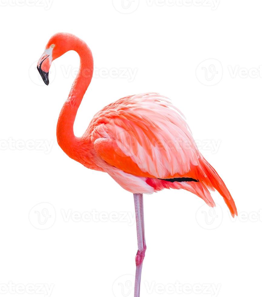 Beautiful Flamingo Isolated on White Background. photo