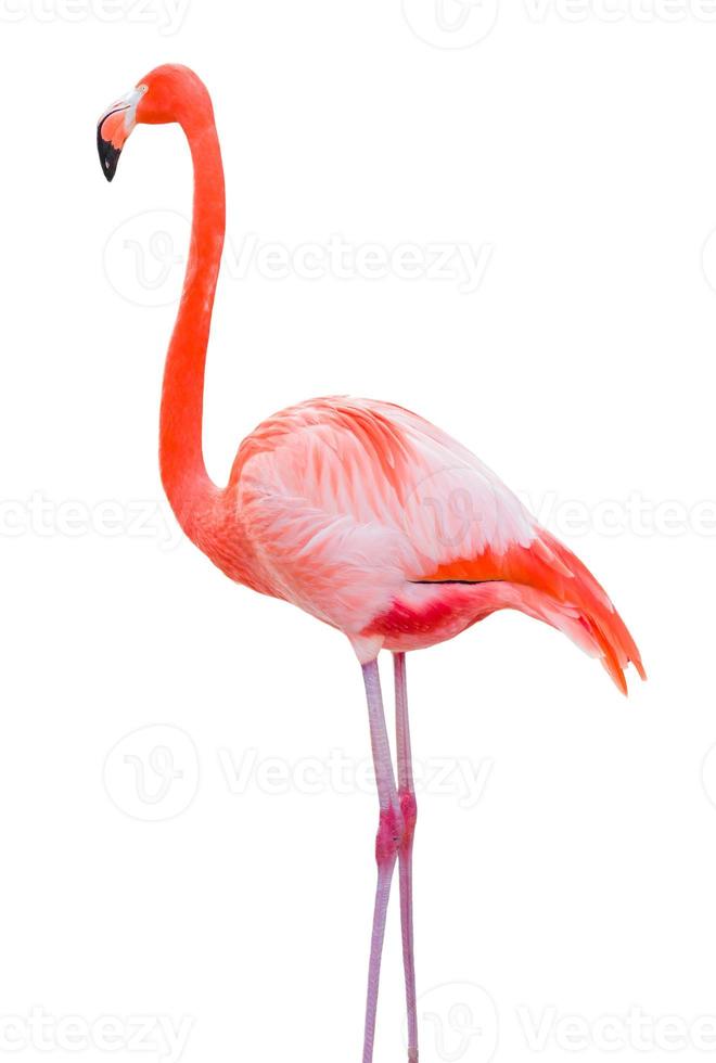 Beautiful Flamingo Isolated on White Background. photo