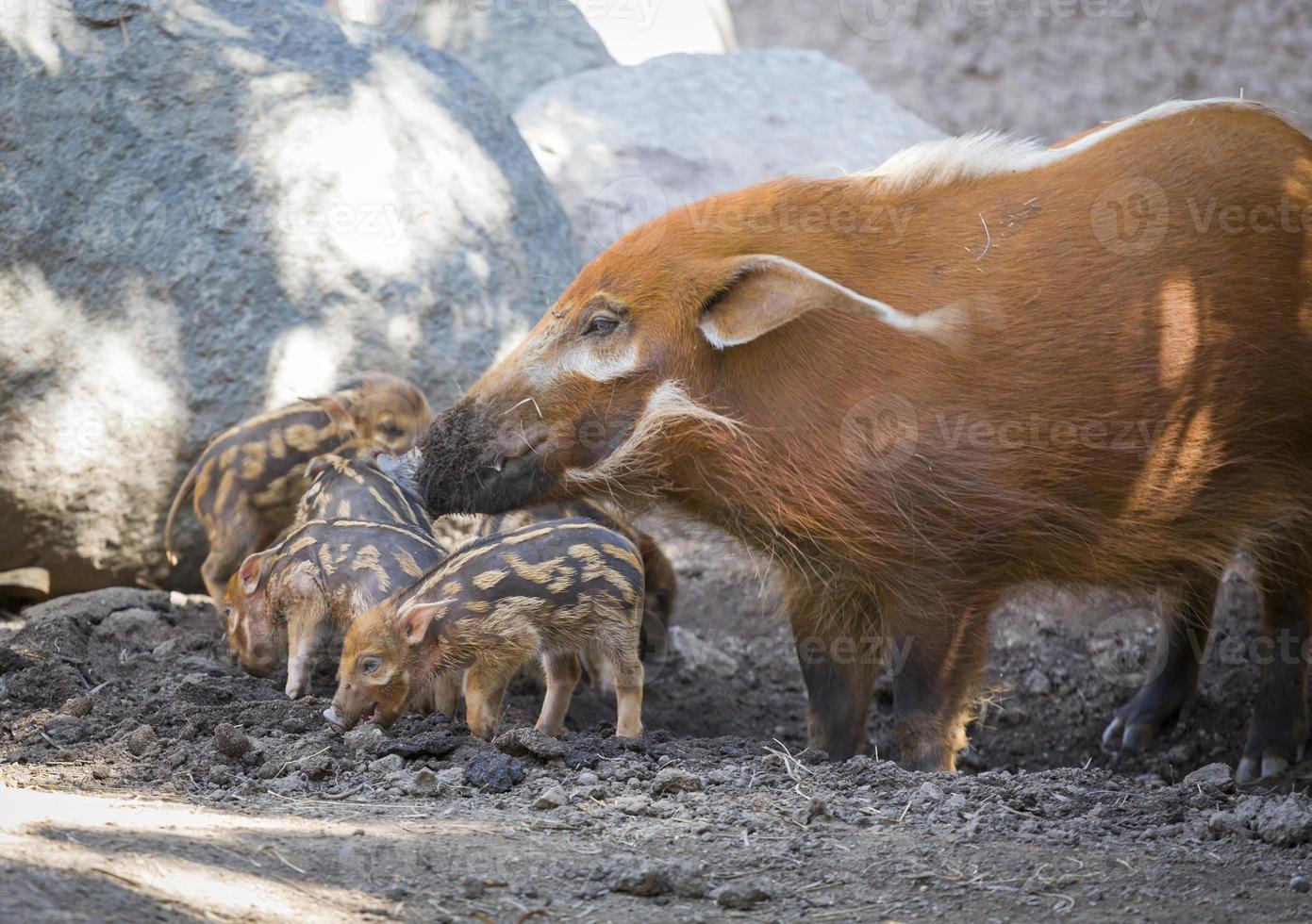 Visayan Warty Piglet with Mother photo