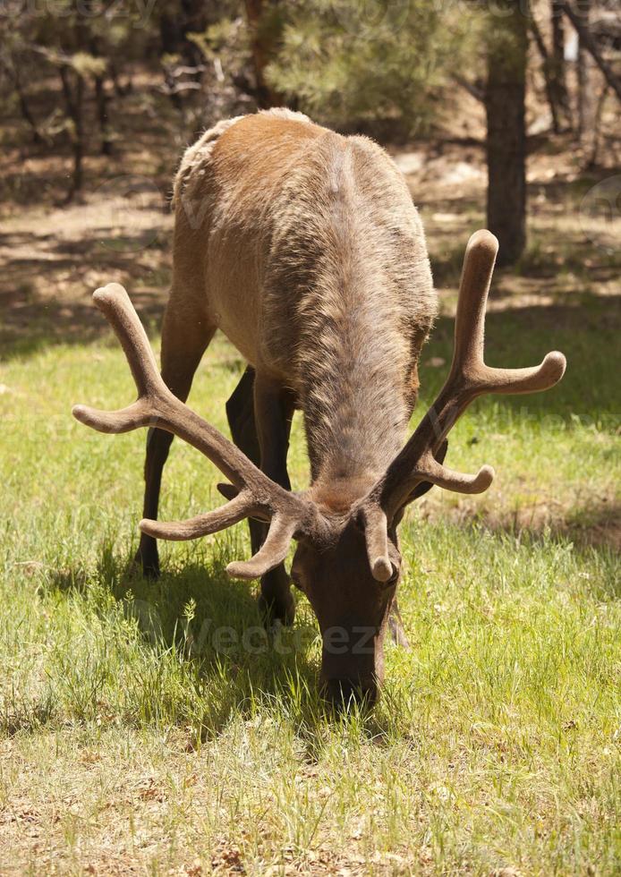 Beautiful Elk with New Antlers Grazing photo