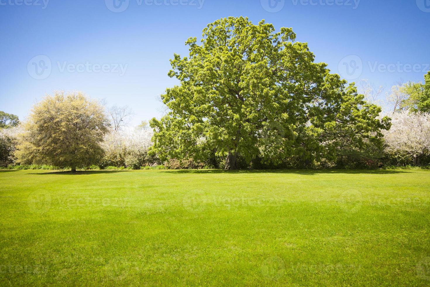 hermoso campo de hierba verde con árboles florecientes foto