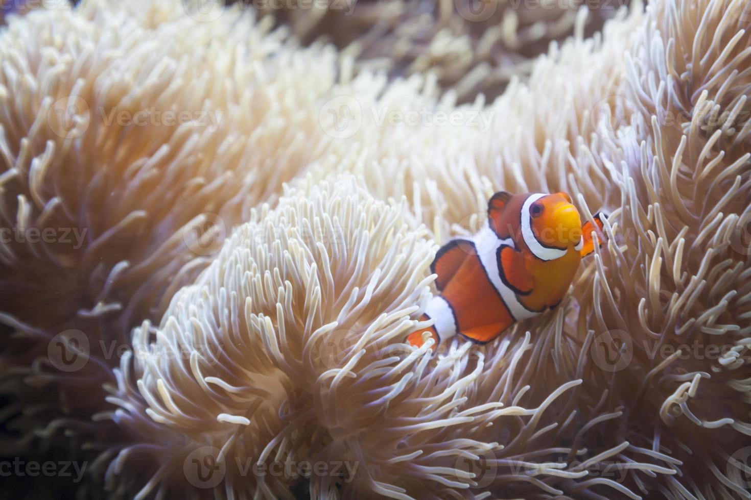 Beautiful Clownfish and Sea Anemone photo