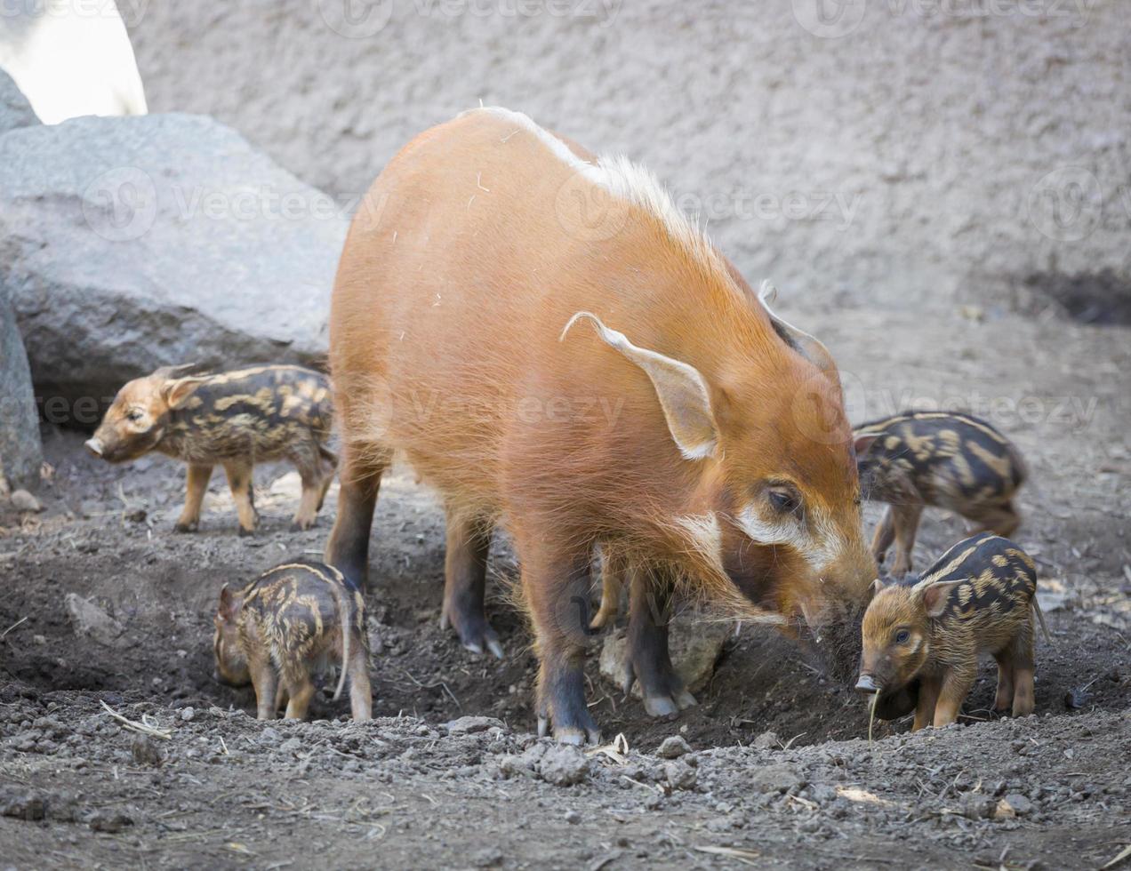 lechón verrugoso visayan con madre foto