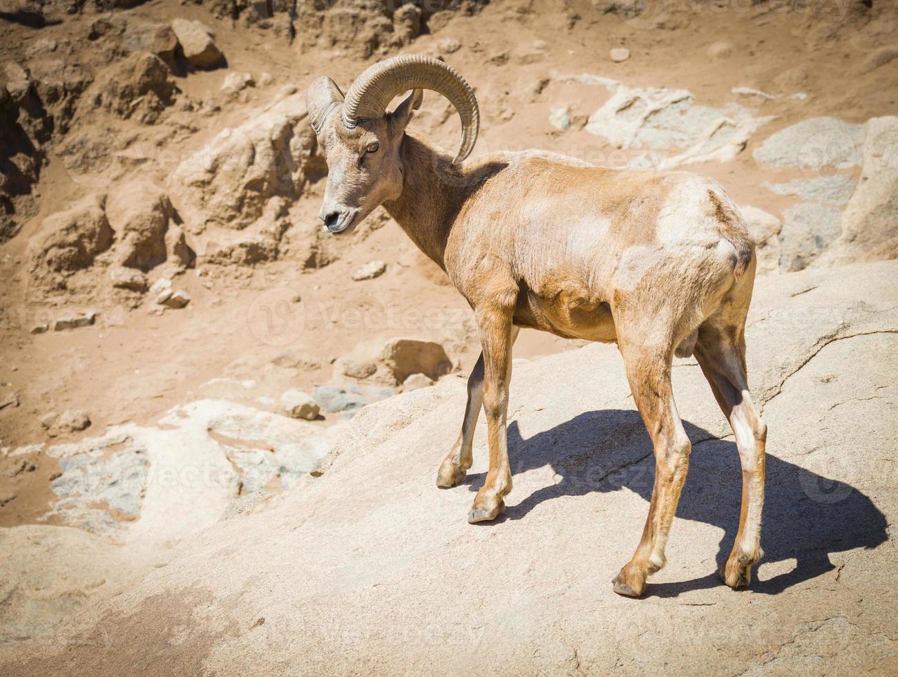 Desert Bighorn Sheep photo