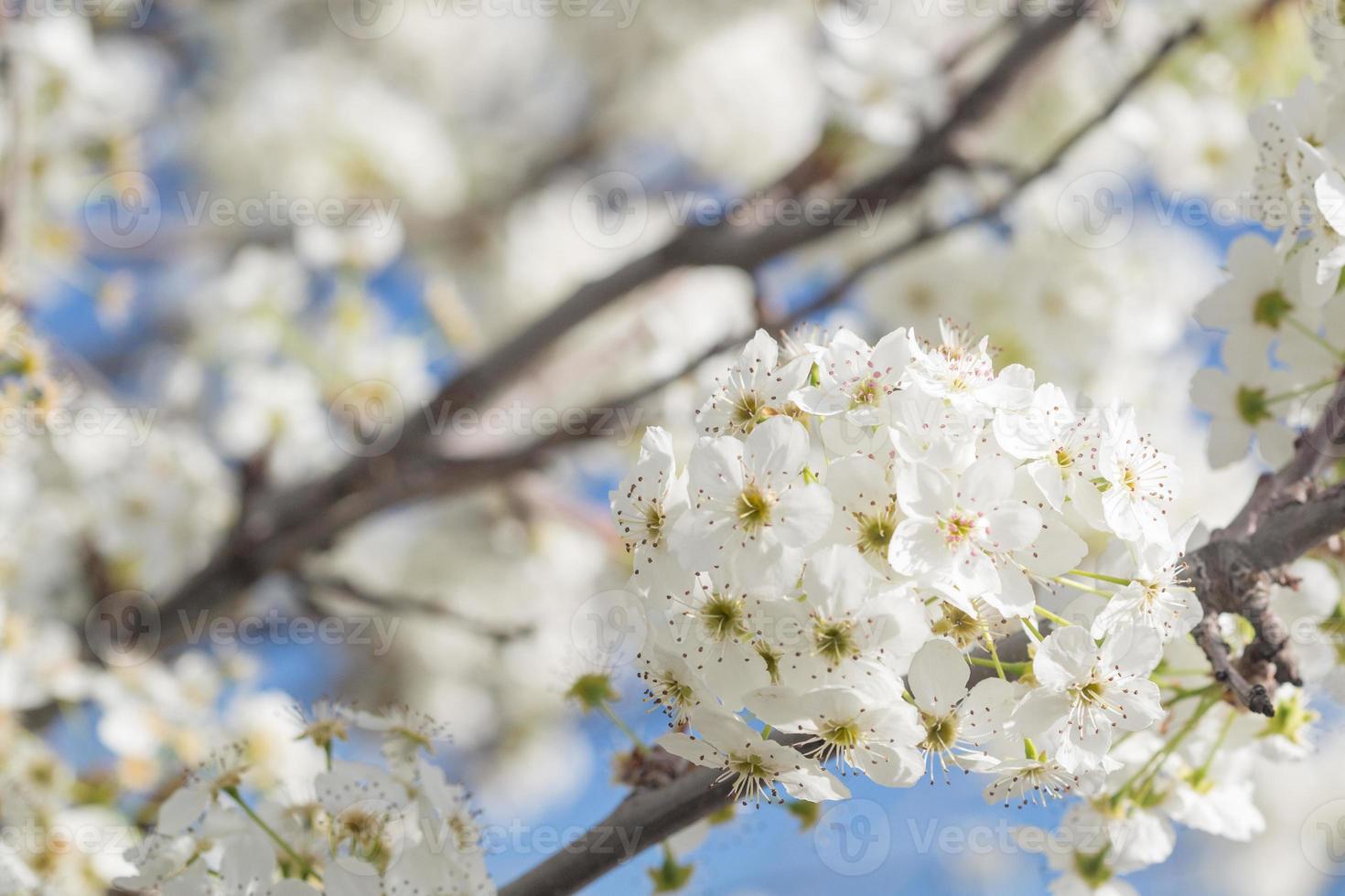 Macro of Early Spring Tree Blossoms with Narrow Depth of Field. photo