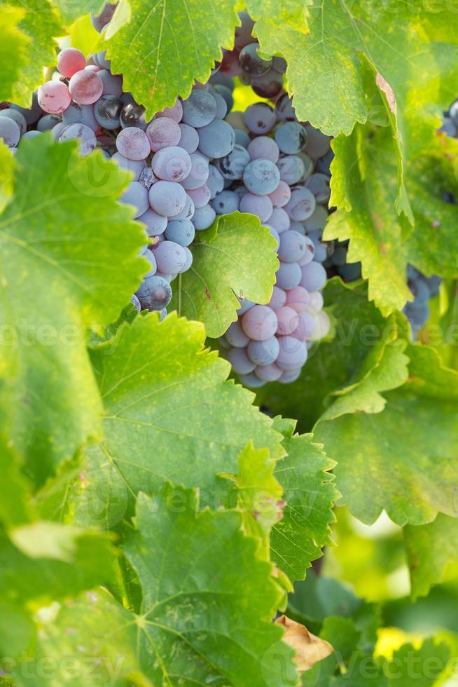 viñedo con uvas de vino exuberantes y maduras en la vid listas para la cosecha. foto