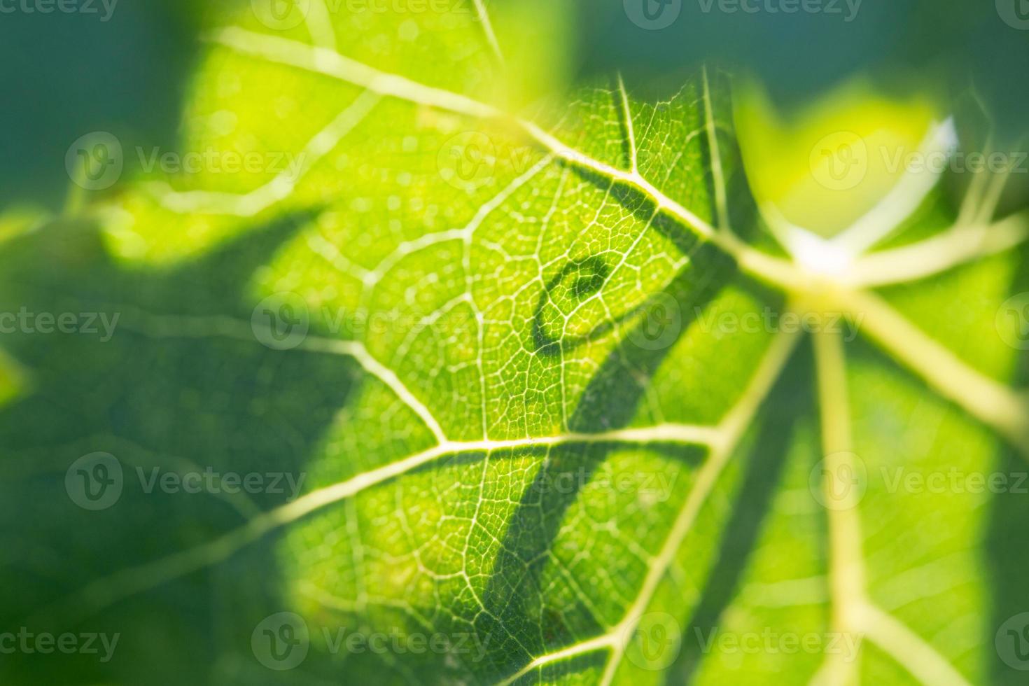 Beautiful Backlit Grape Leaf With Shadow of Vine. photo