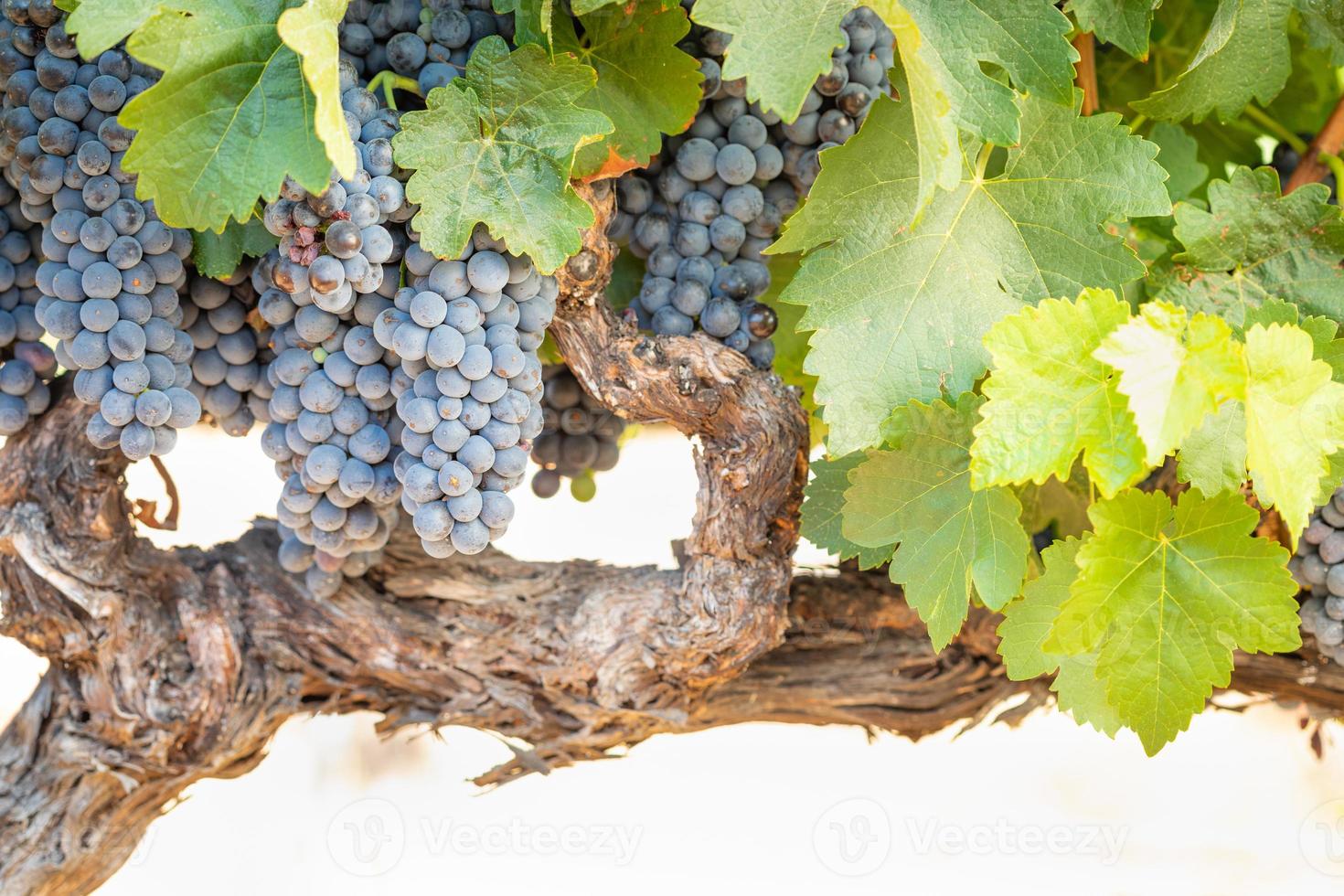 Vineyard with Lush, Ripe Wine Grapes on the Vine Ready for Harvest photo