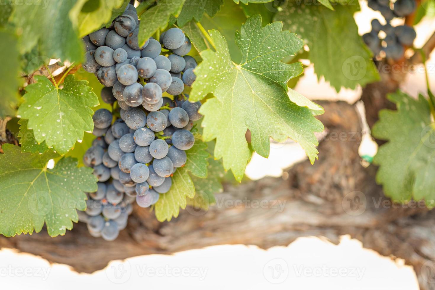 Vineyard with Lush, Ripe Wine Grapes on the Vine Ready for Harvest photo
