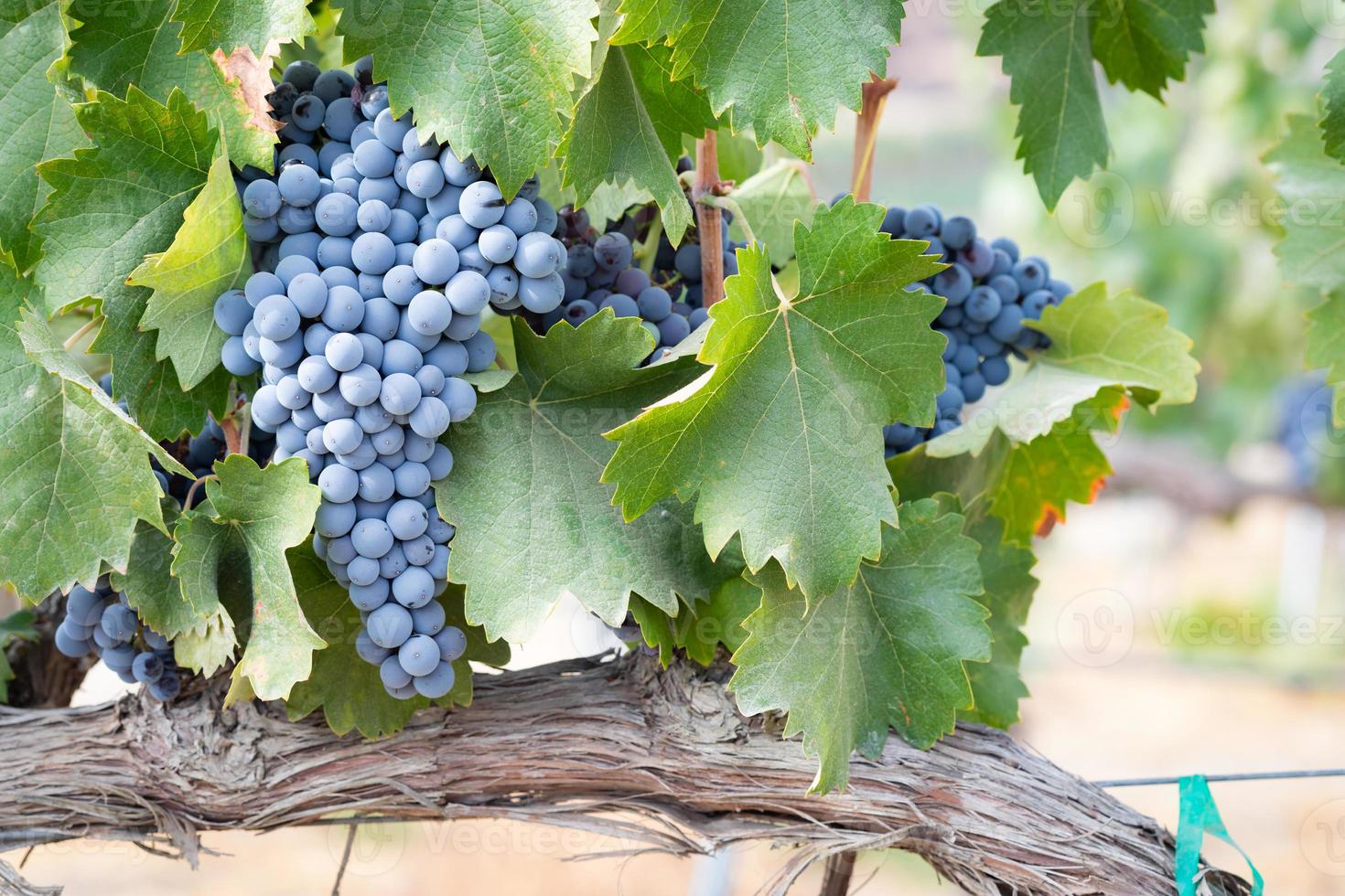 viñedo con uvas de vino exuberantes y maduras en la vid listas para la cosecha foto