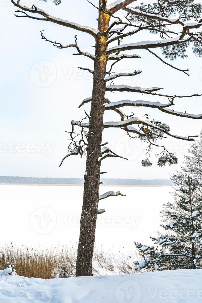 Old dry pine covered with a snow during cold winter day photo