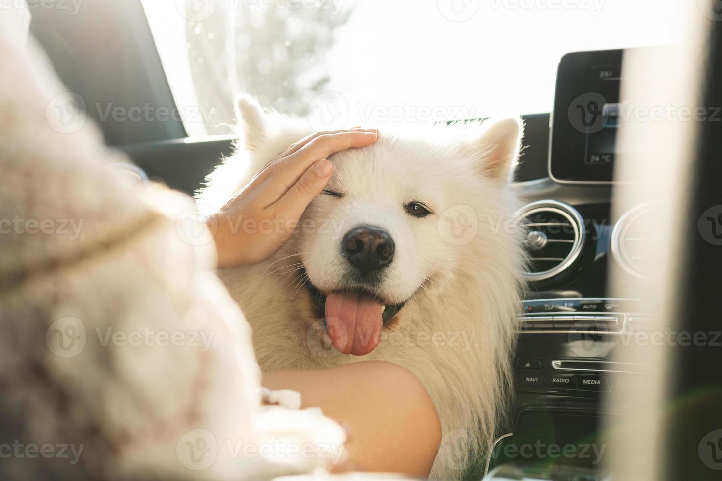 Cute Samoyed dog inside a modern car during a road trip photo