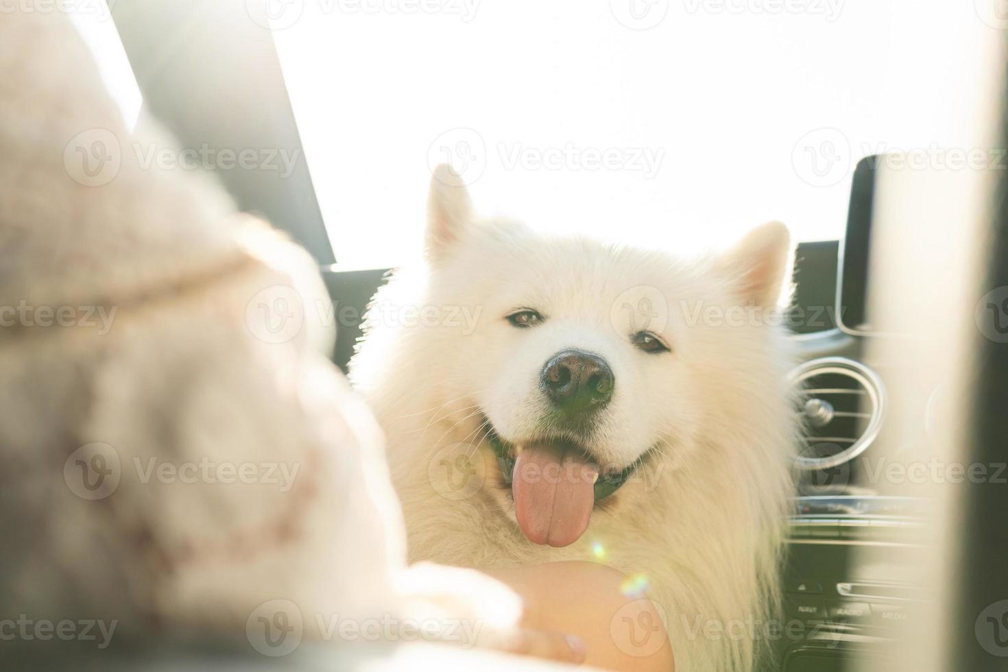 lindo perro samoyedo dentro de un camión moderno durante un viaje por carretera foto