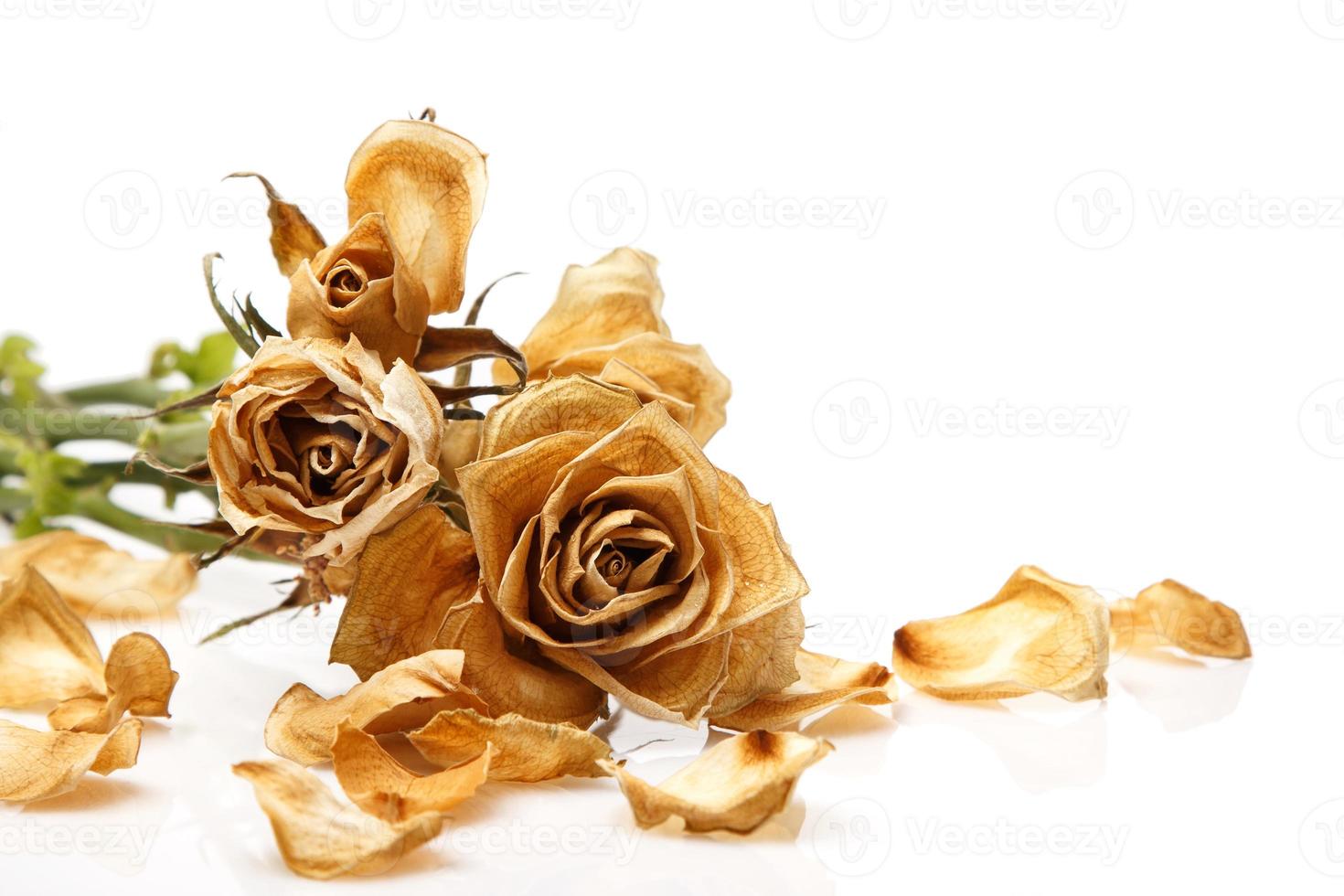 Dry rose flower photo