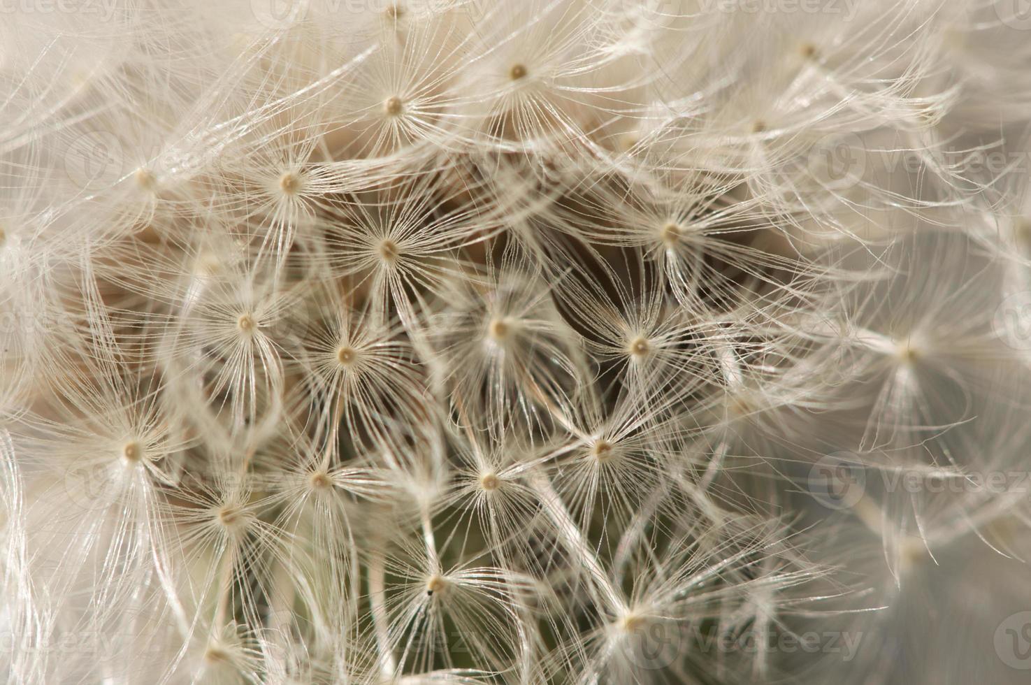 Macro Dandelion Blossom photo