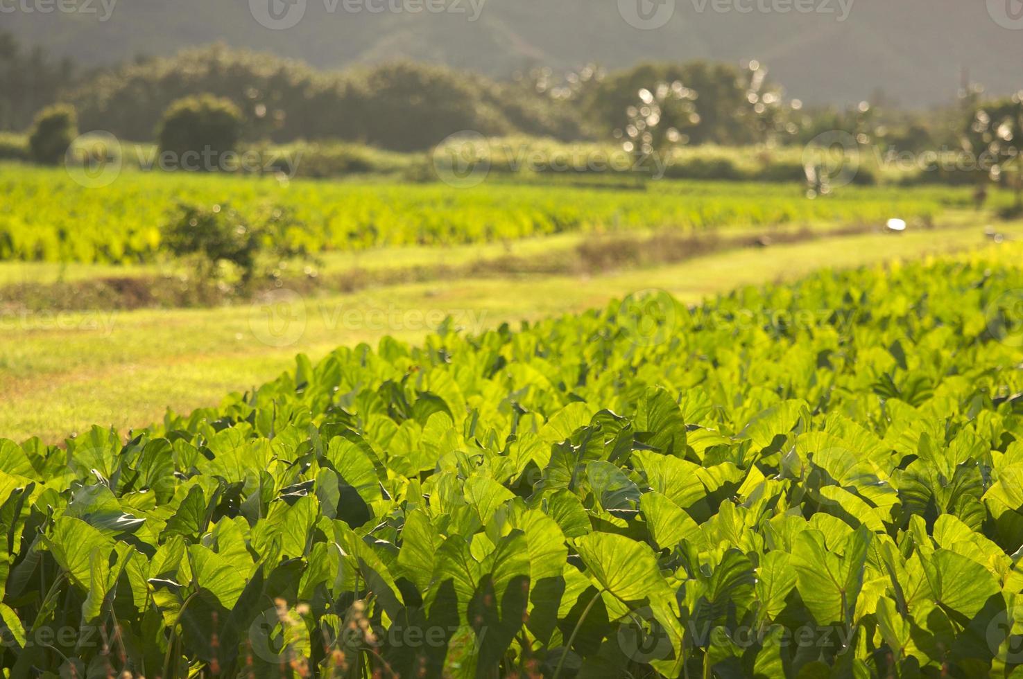 Hanalei Valley and Taro Fields photo