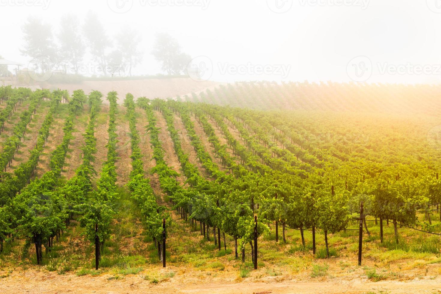 Beautiful Wine Grape Vineyard In The Morning Sun photo