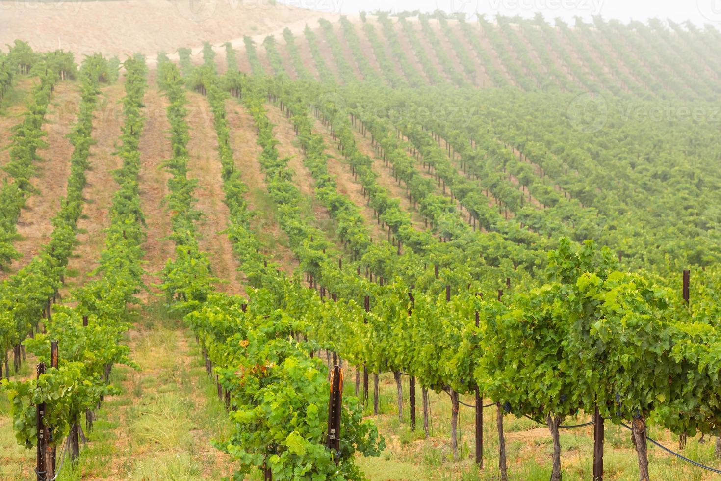 Beautiful Wine Grape Vineyard In The Morning Sun photo