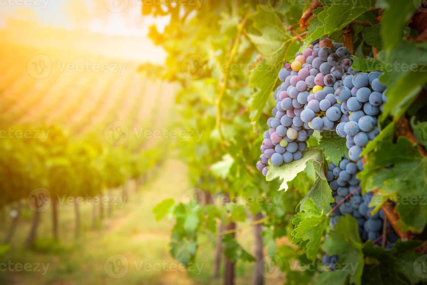 Lush Wine Grapes Clusters Hanging On The Vine photo