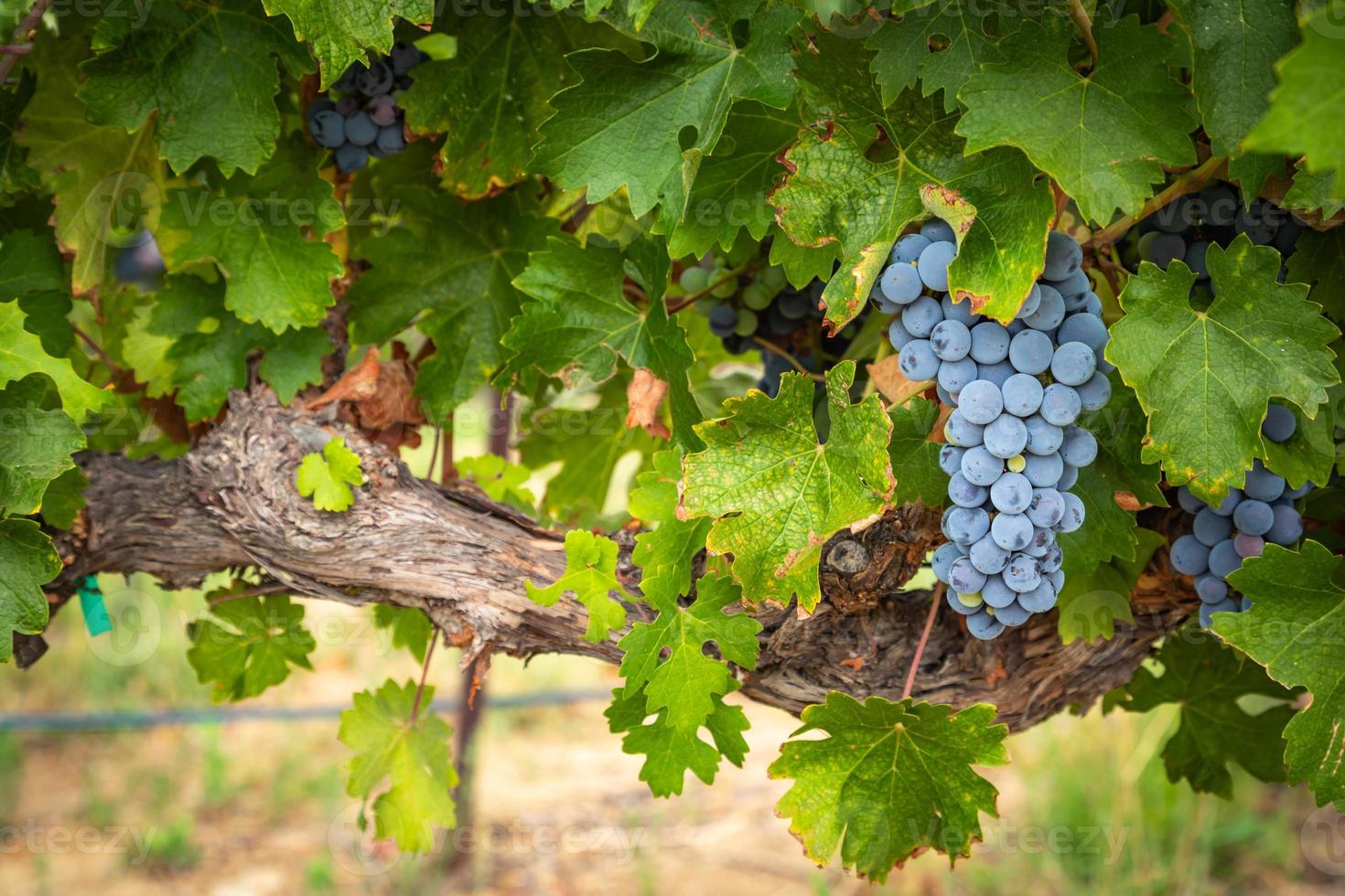 Lush Wine Grapes Clusters Hanging On The Vine photo