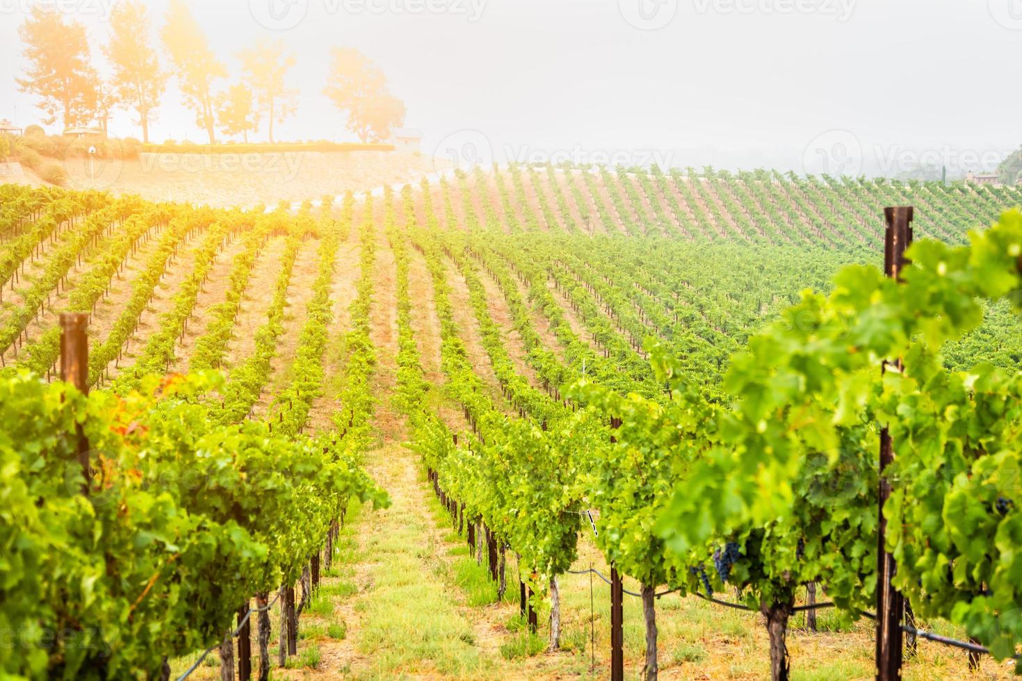 Beautiful Wine Grape Vineyard In The Morning Sun photo