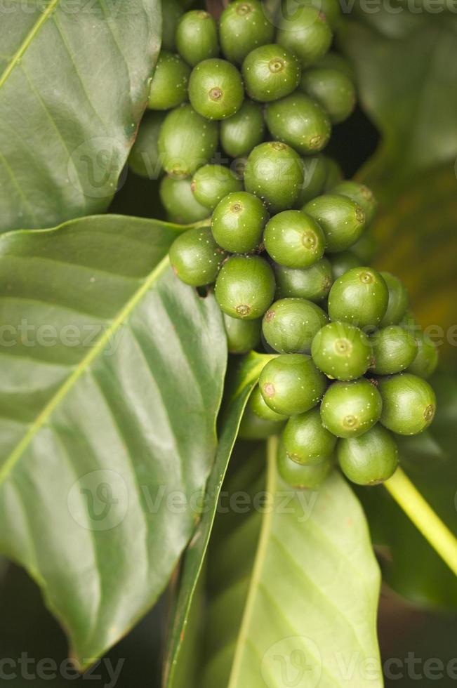 Coffee Beans on the Branch photo