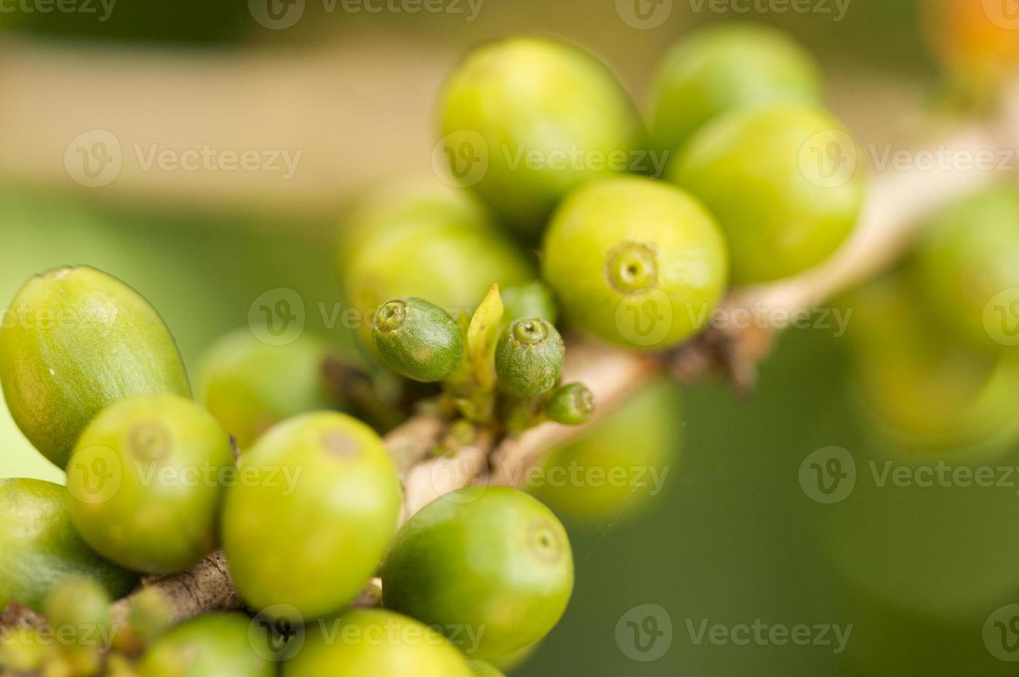 granos de cafe en la rama foto