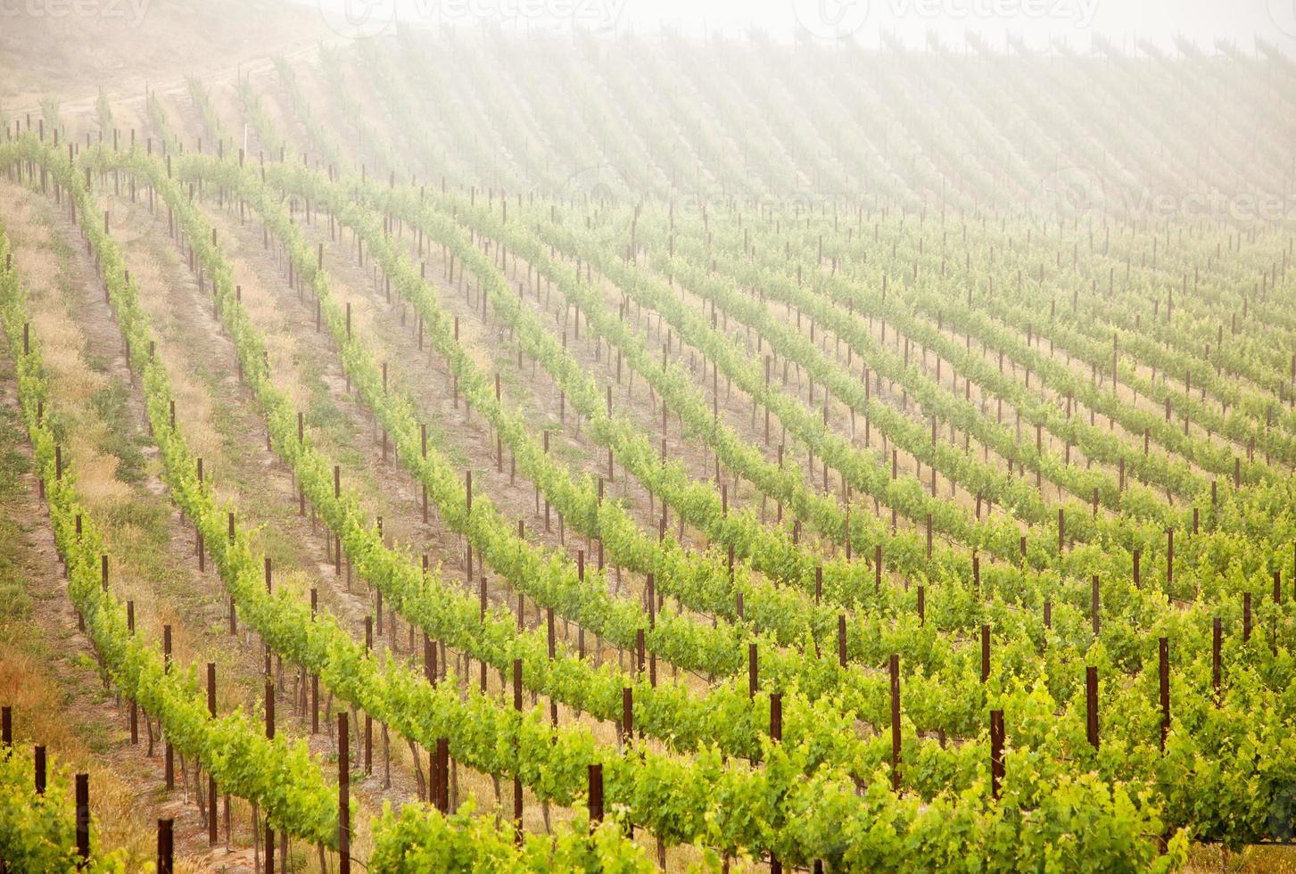 Beautiful Lush Grape Vineyard in The Morning Sun and Mist photo