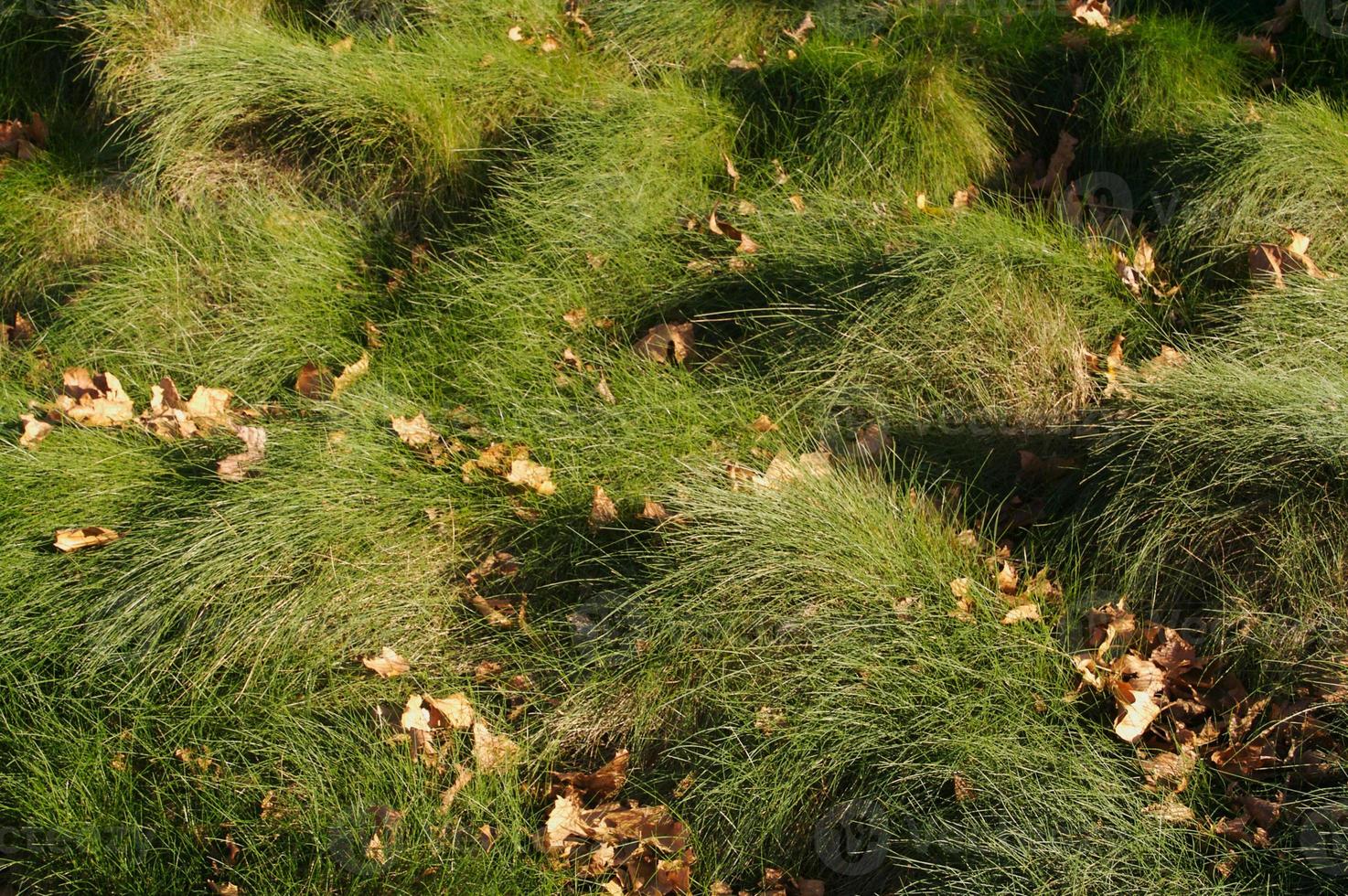 Wavey Lush Green Grass photo