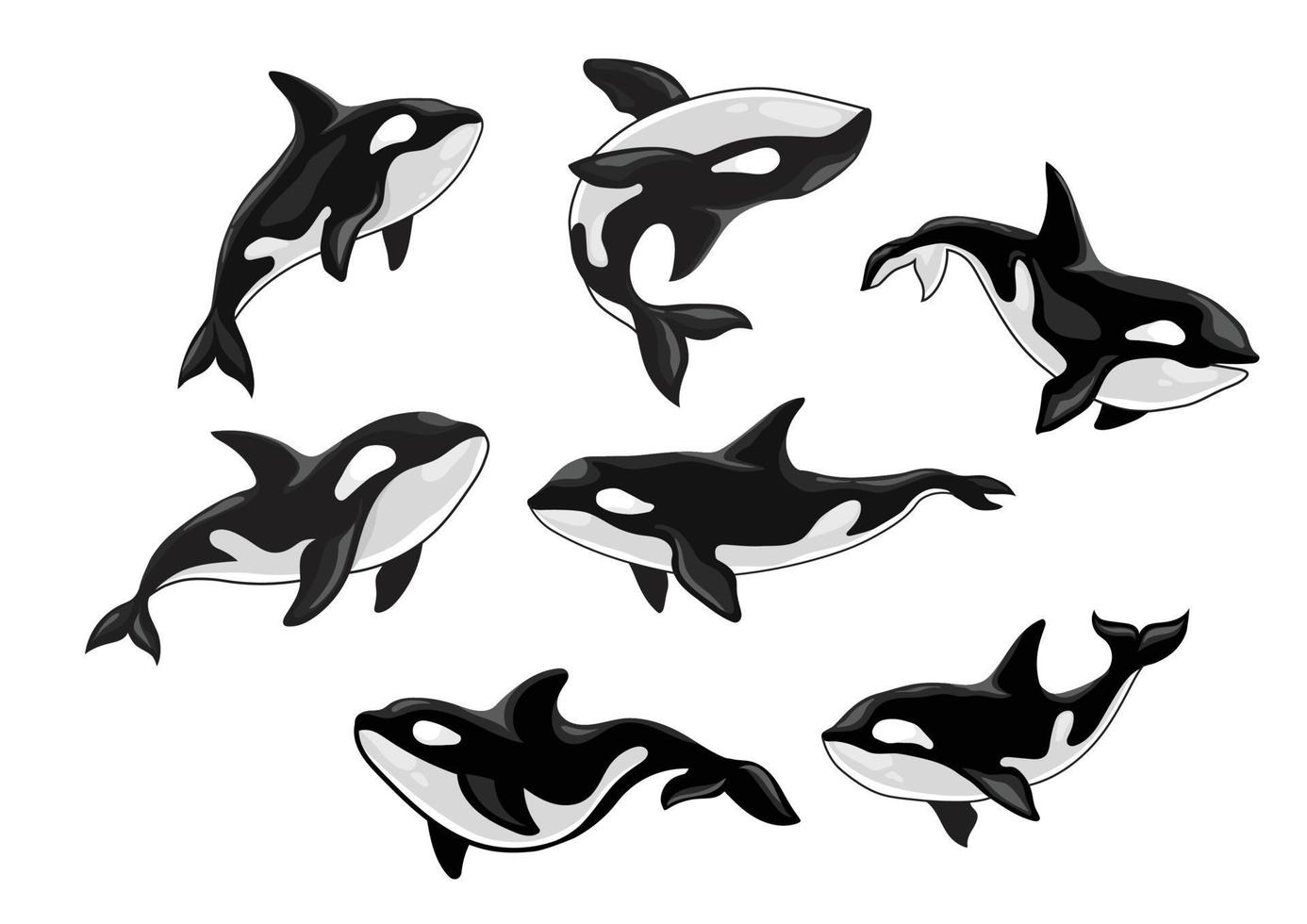 conjunto de ballenas asesinas, orcinus orca, diseño animal vector