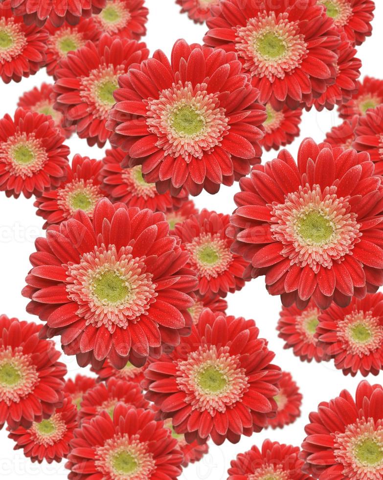 Falling Red Gerber Daisies photo