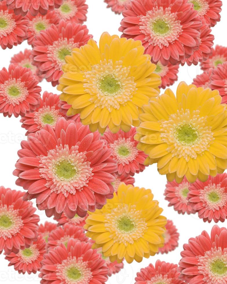 Falling Pink and Yellow Gerber Daisies photo