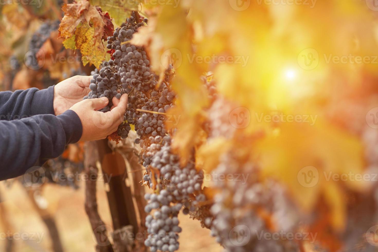 Farmer Inspecting His Wine Grapes In Vineyard photo