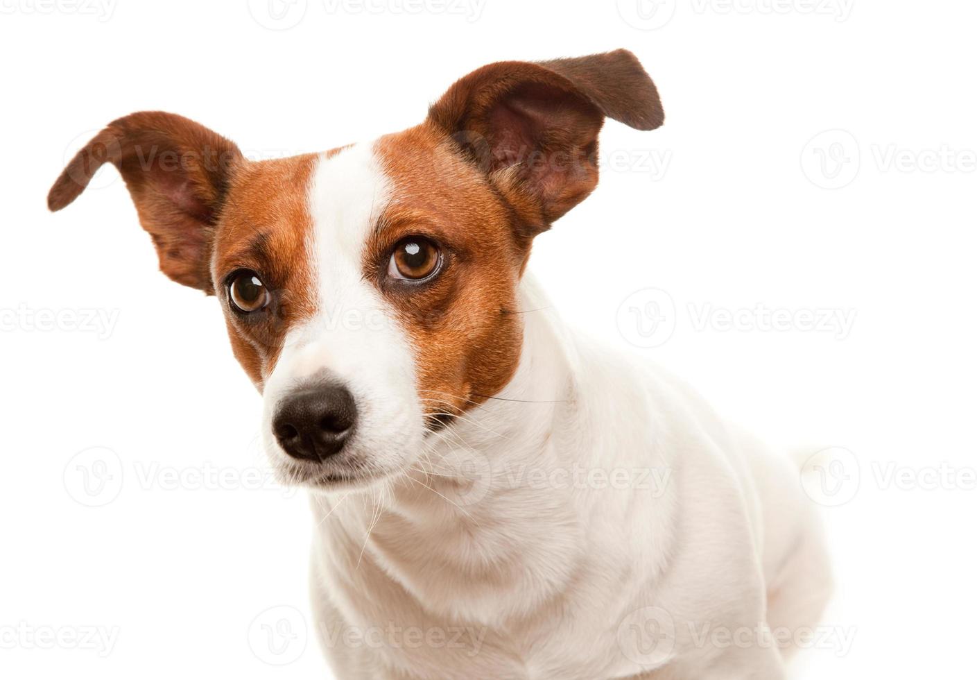 Portait of an Adorable Jack Russell Terrier photo