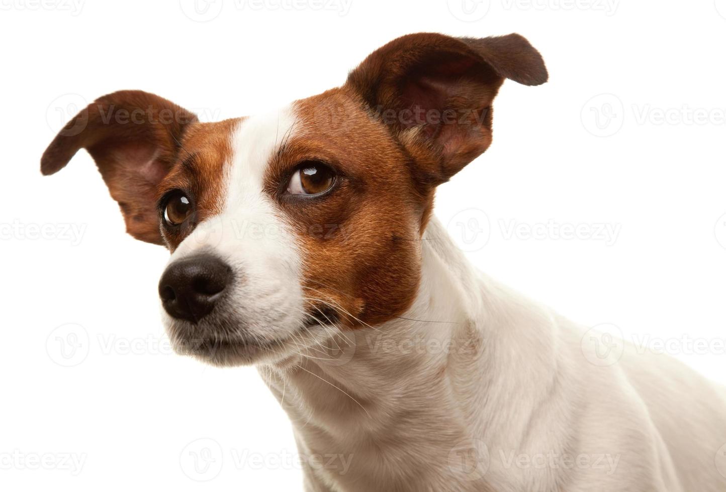 Portait of an Adorable Jack Russell Terrier photo