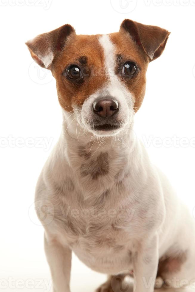 Portait of an Adorable Jack Russell Terrier photo