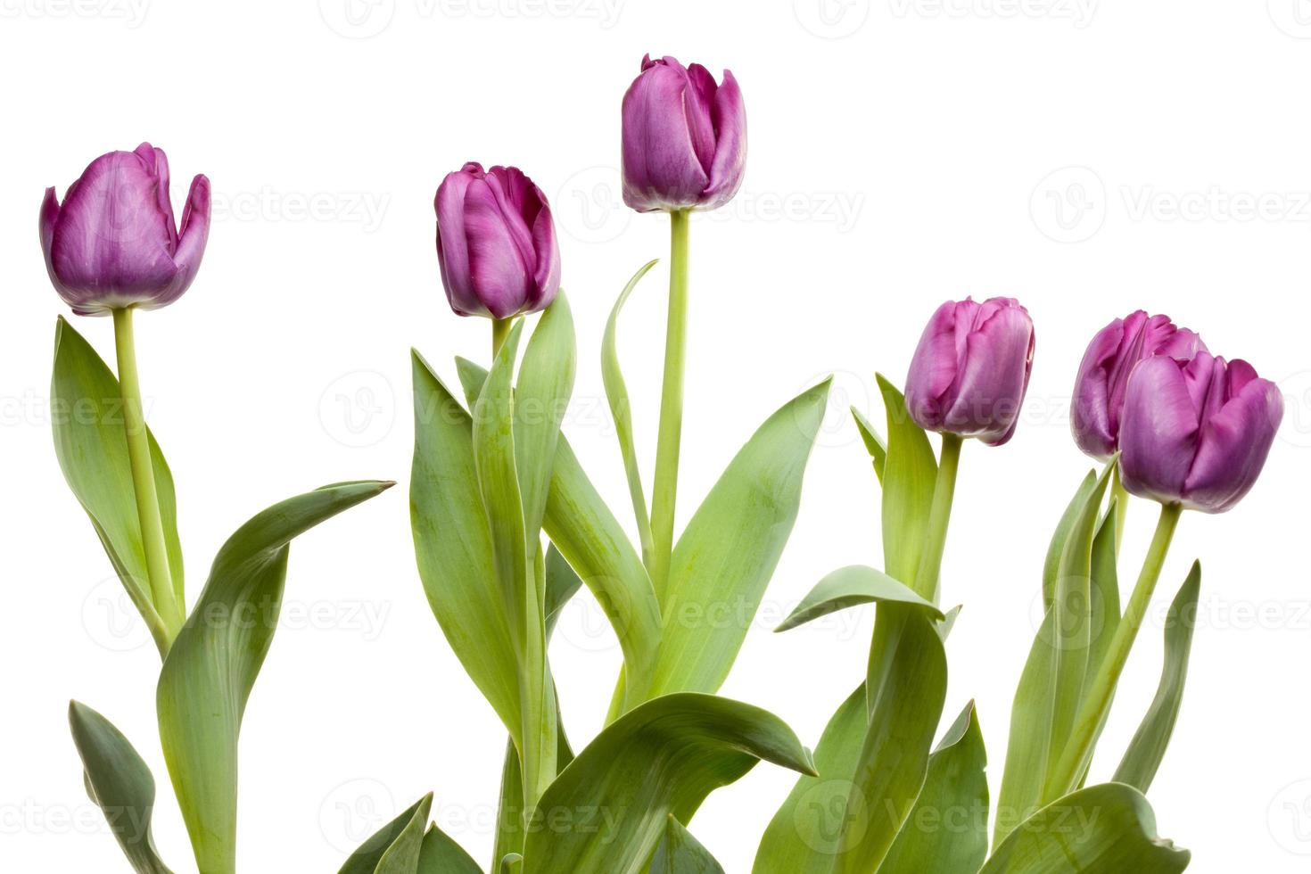 Set of Purple Tulips 16298982 Stock Photo at Vecteezy
