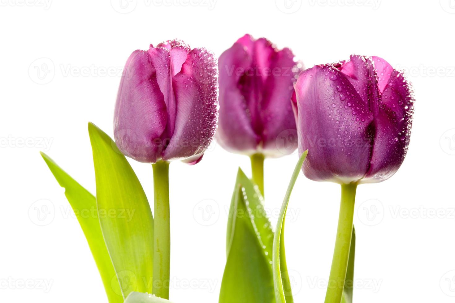 Set of Purple Tulips photo