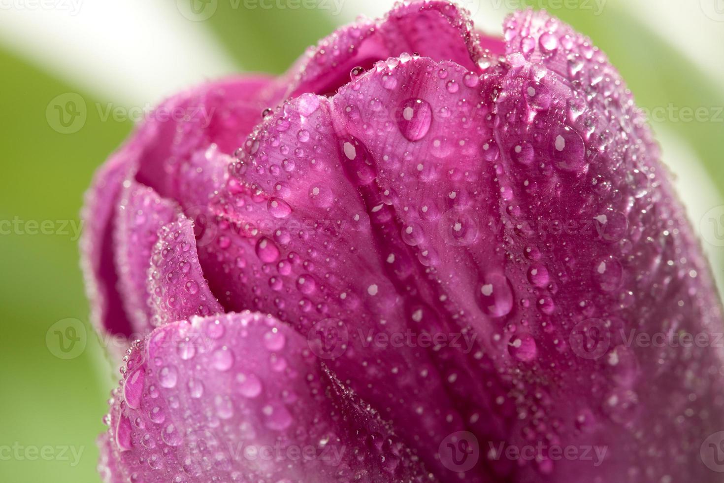 Macro of Purple Tulips with Water Drops photo