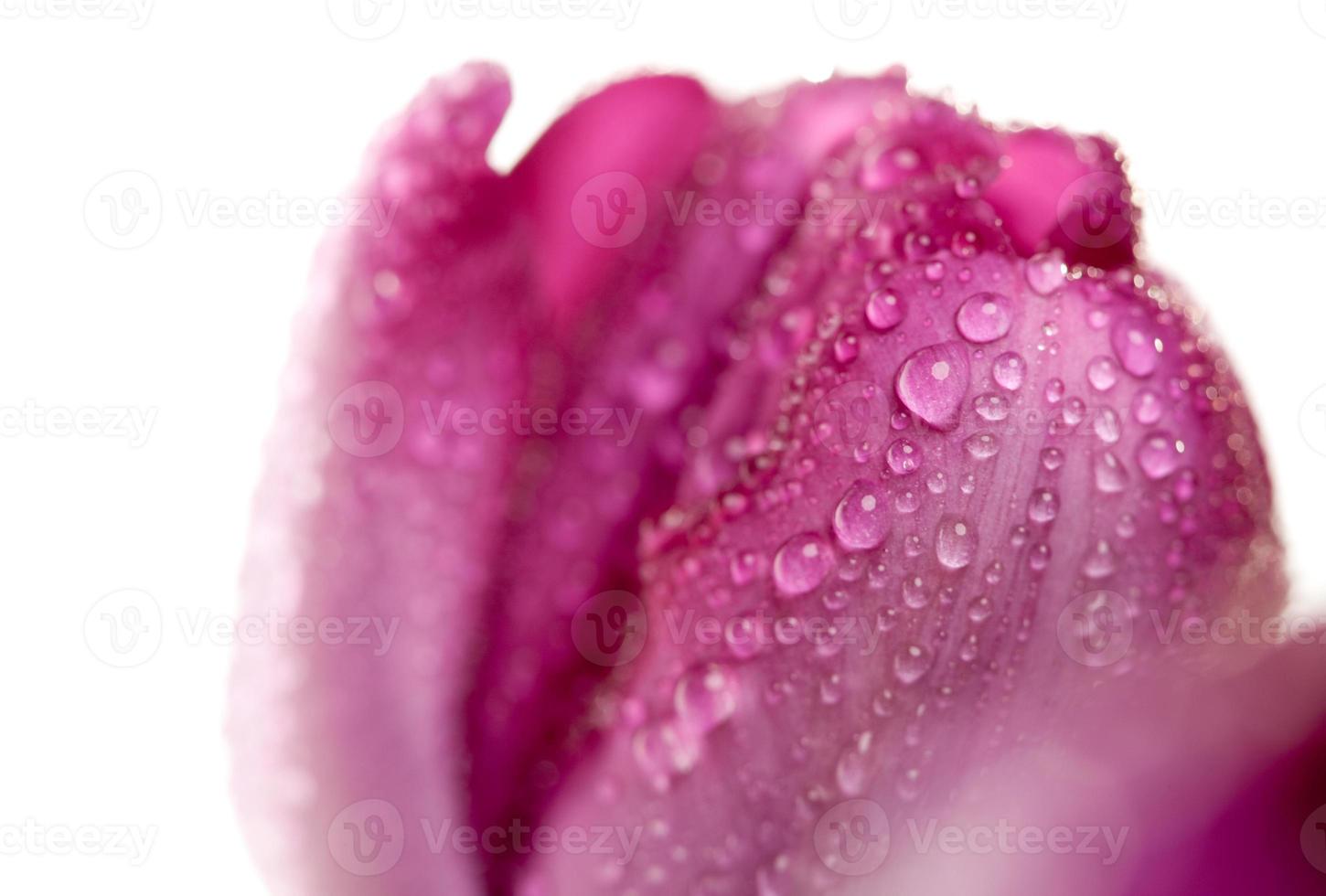 Macro of Purple Tulips with Water Drops photo