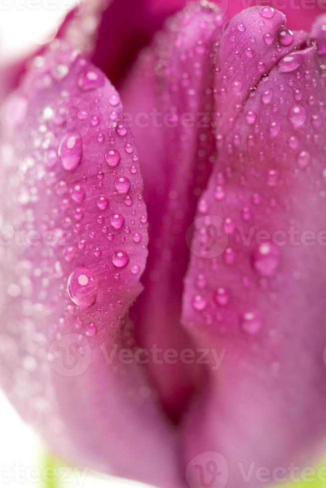 Macro of Purple Tulips with Water Drops photo