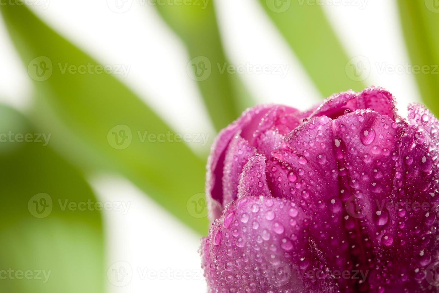 Macro of Purple Tulips with Water Drops photo