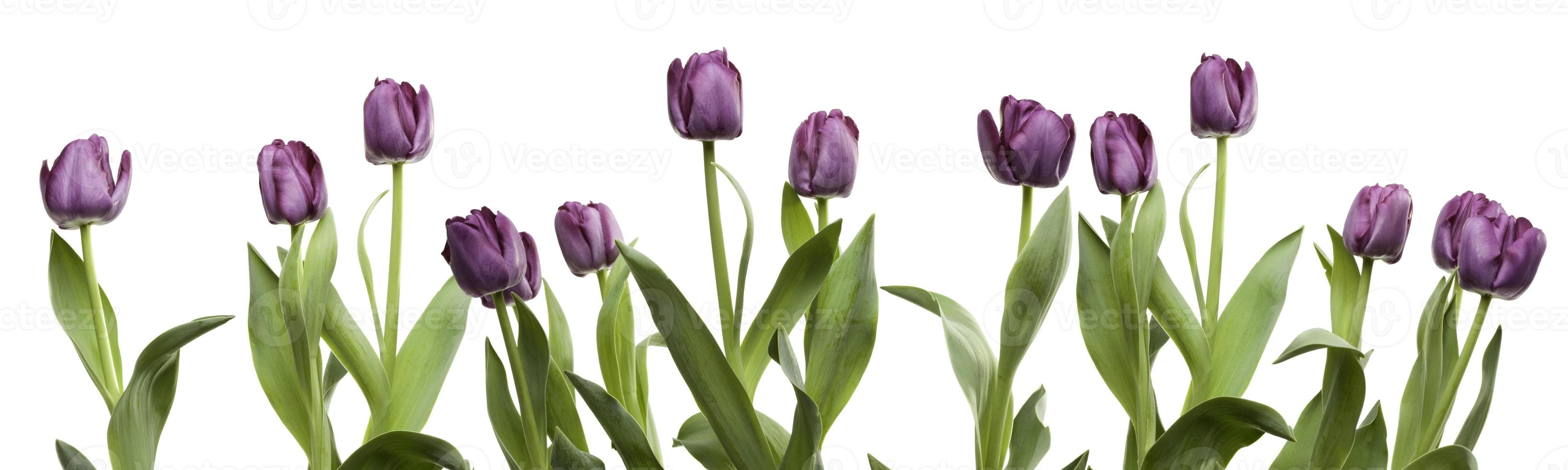 fila de tulipanes morados foto