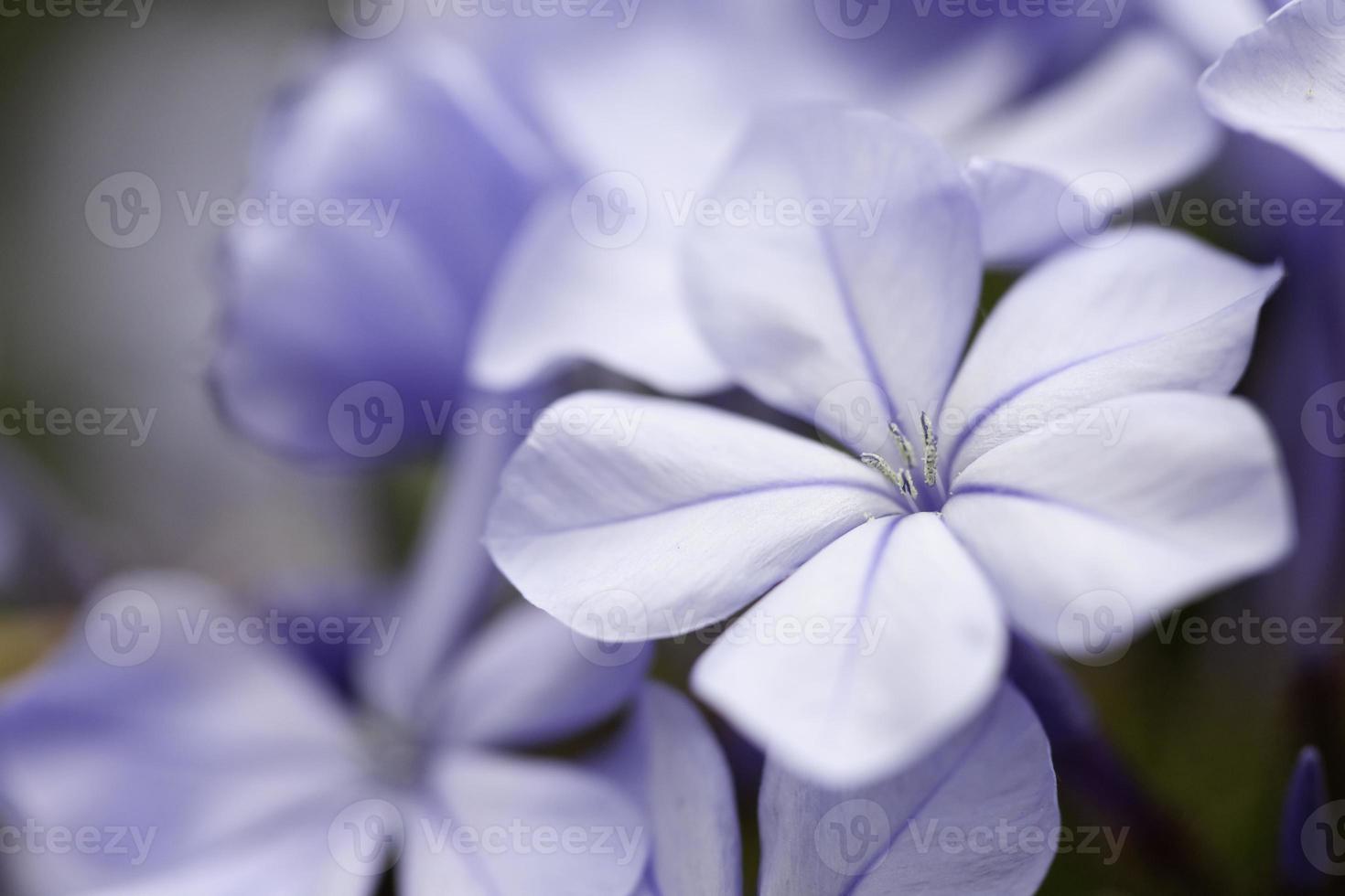 Purple Spring Flower Blossom photo