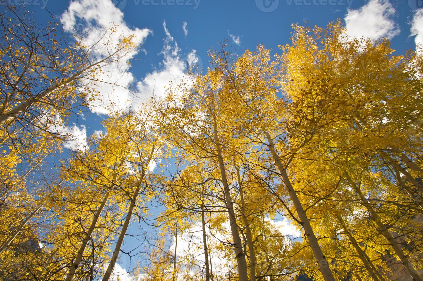 Colorful Aspen Pines photo