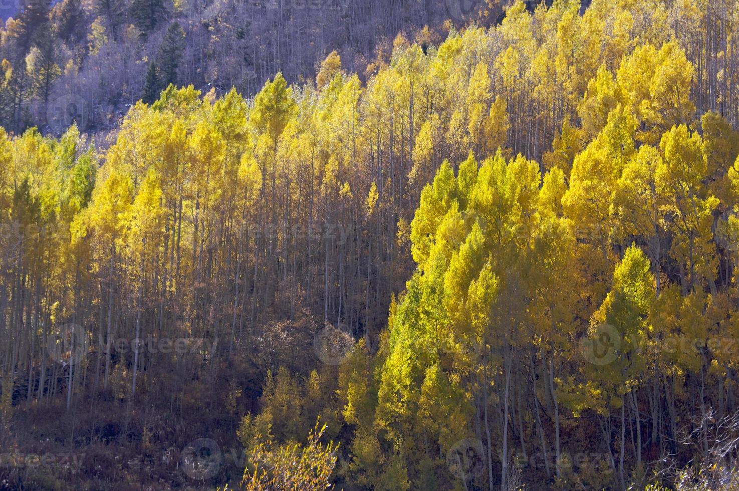pinos de álamo temblón cambiando de color foto