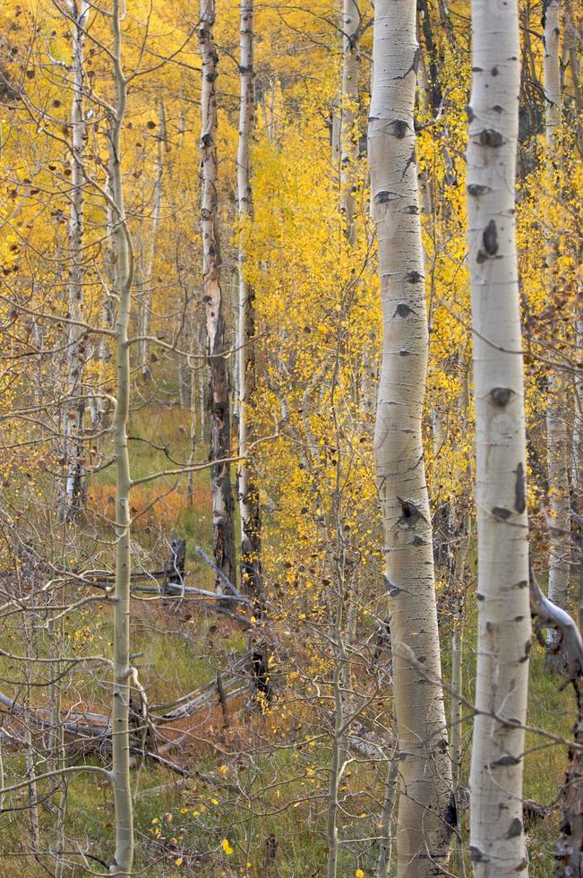 Aspen Pines Changing Color photo